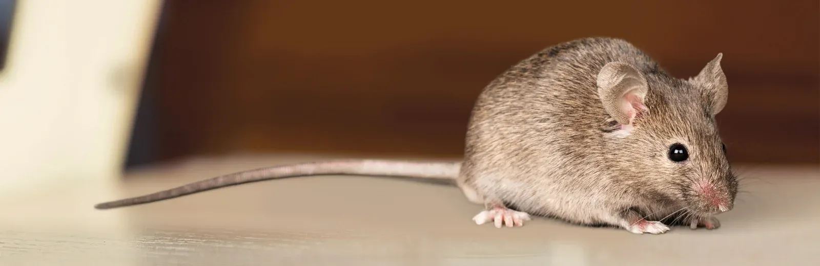mouse in a house