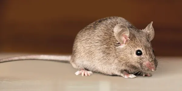 mouse